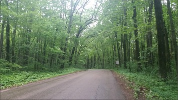 canopy of trees on Freedom Road