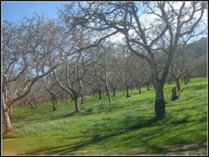 Orchards on Santa Rosa Rd